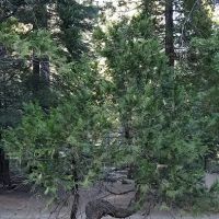 Shake Camp Campground ico