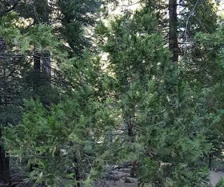 Shake Camp Campground
