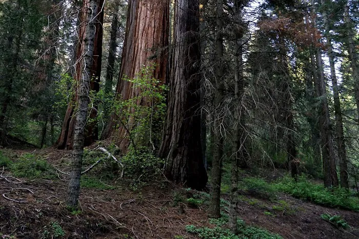 Hedrick Pond Campground Picture 9