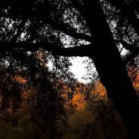 Wishon Campground ico