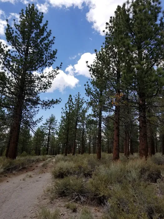Sagehen Meadows Campground Picture 1