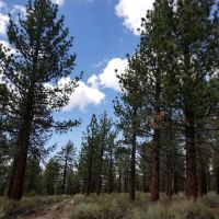 Sagehen Meadows Campground ico