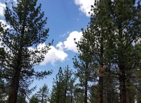 Sagehen Meadows Campground