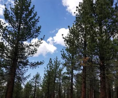 Sagehen Meadows Campground