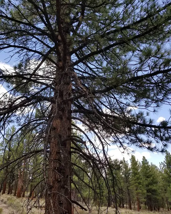 Sagehen Meadows Campground Picture 6