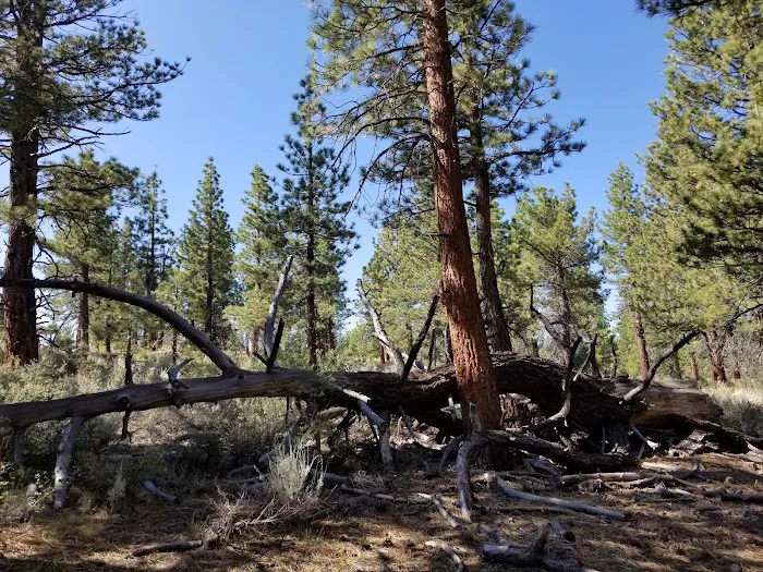 Sagehen Meadows Campground Picture 5