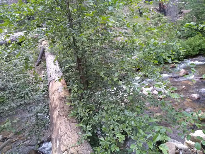 Joe Walt Run Campground Picture 5