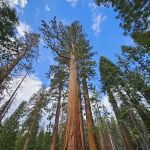 Tioga Lake Campground