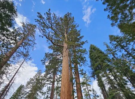 Tioga Lake Campground