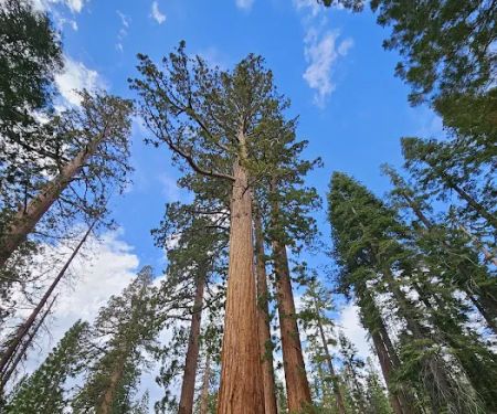 Tioga Lake Campground