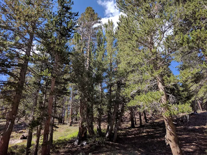 Sawmill Campground Picture 10