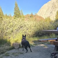 Ellery Lake Campground ico