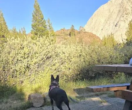 Ellery Lake Campground
