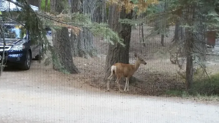 Aspen Campground Picture 4
