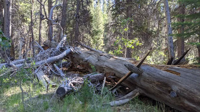 Lower Lee Vining Campground Picture 1