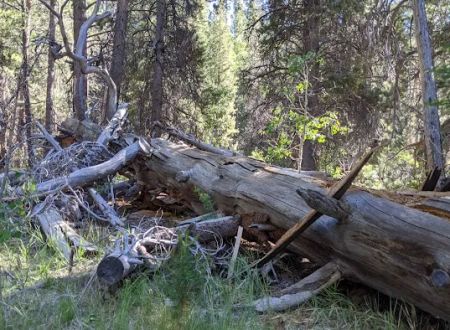 Lower Lee Vining Campground