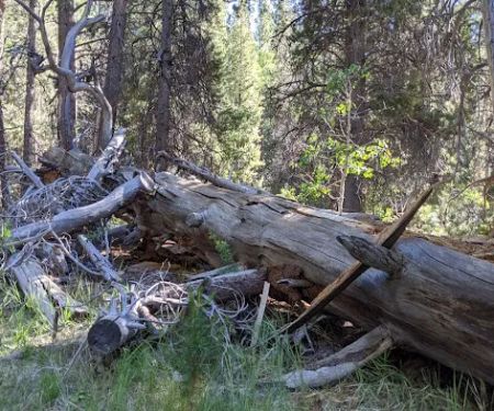 Lower Lee Vining Campground