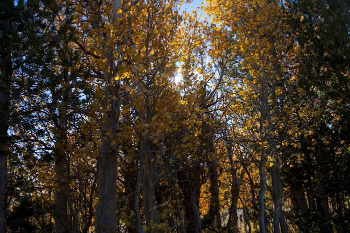 Trumbull Lake Campground Picture 6