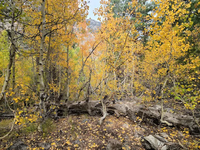Lundy Canyon Campground Picture 4