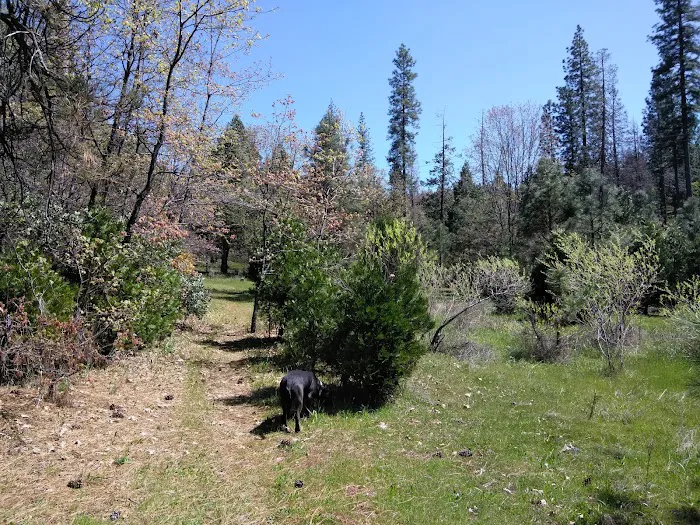Pines Campground Picture 10