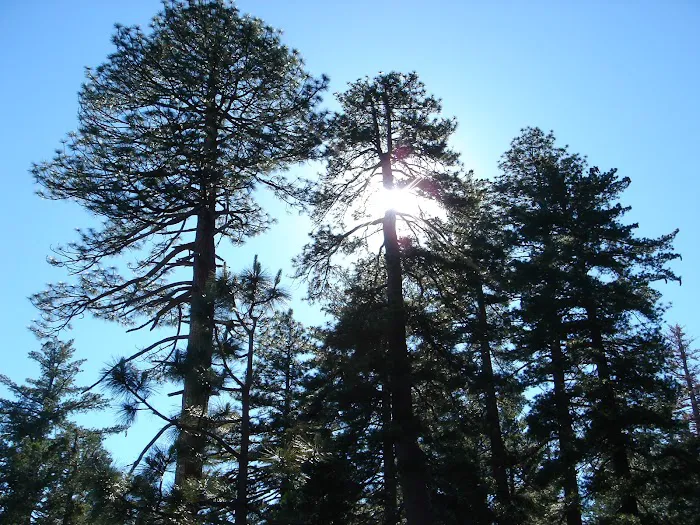Pines Campground Picture 8