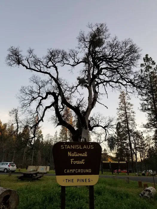 Pines Campground Picture 7