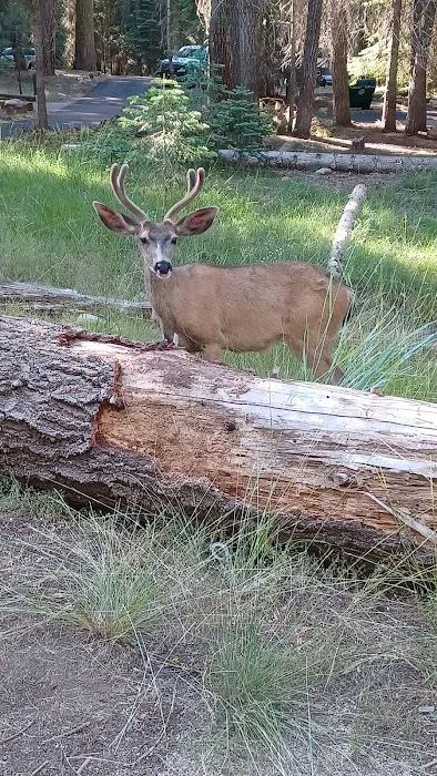 Pines Campground Picture 2