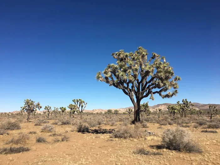 Juniper Flats Backcountry Picture 3