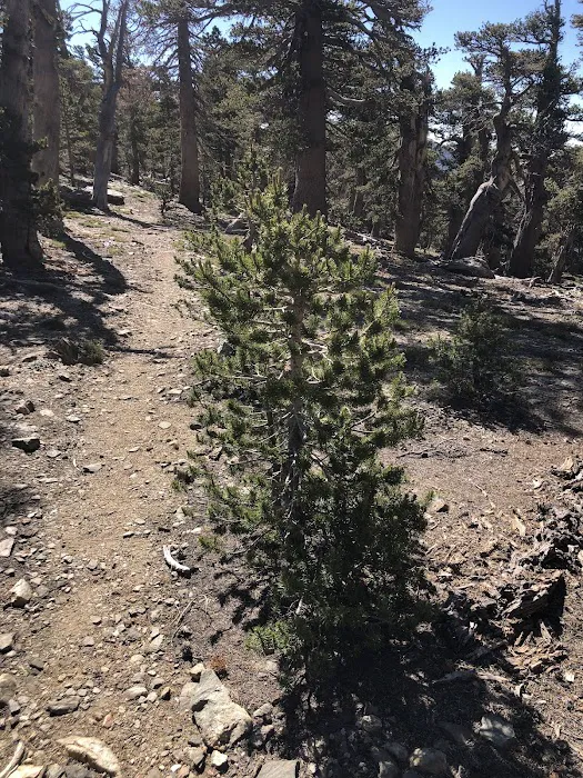 Anderson Flat Campground Picture 5