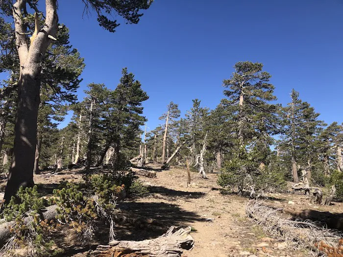 Anderson Flat Campground Picture 4
