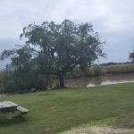The Hangout