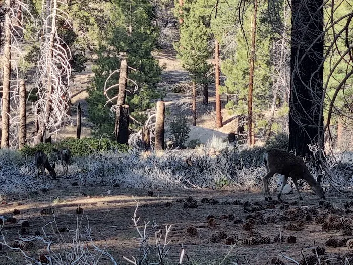 Mission Springs PCT Trail Camp Picture 7