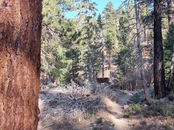 Mission Springs PCT Trail Camp Picture 8