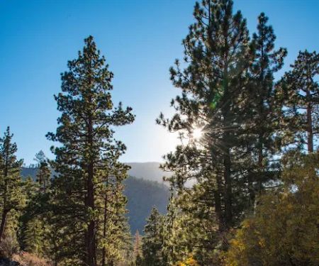Coon Creek Yellow Post Sites