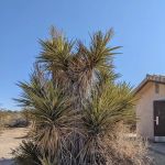 Cottonwood Campground