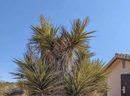 Cottonwood Campground