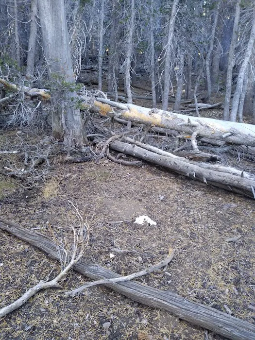 Jackstraw Springs Picture 10