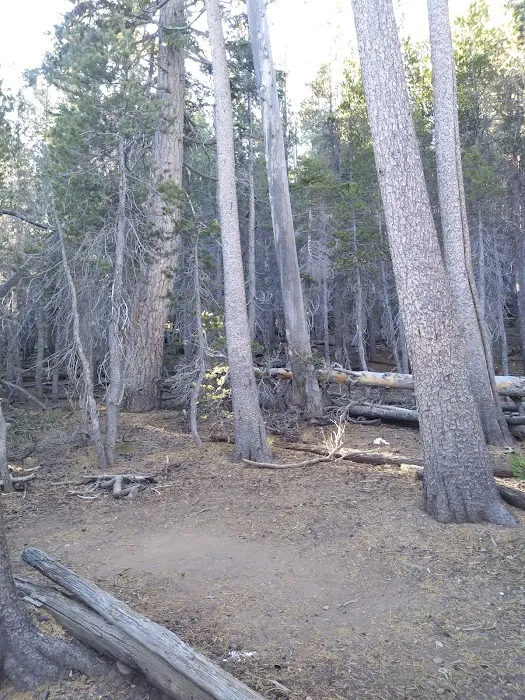 Jackstraw Springs Picture 5