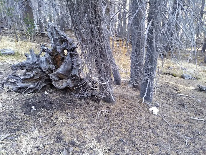 Jackstraw Springs Picture 6