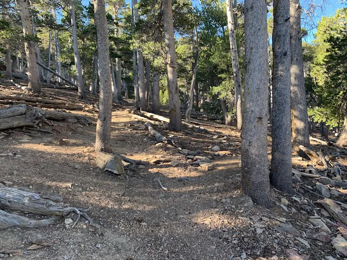 Jackstraw Springs Picture 8