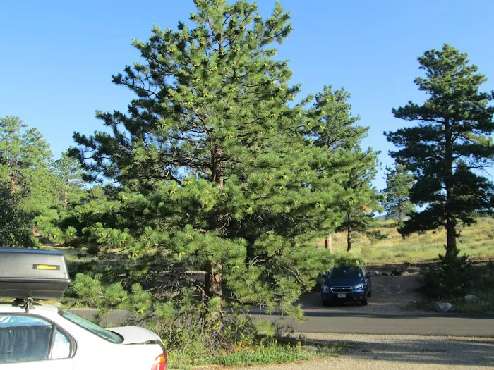 Moraine Park Campground Picture 6