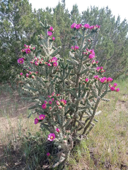 Little Owl Canyon Campground Picture 5