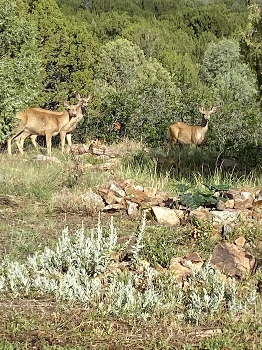 Little Owl Canyon Campground Picture 8