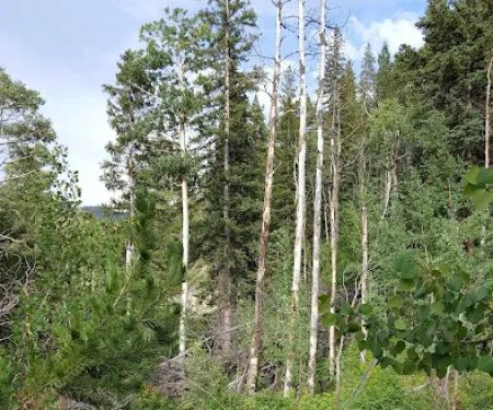 Hughes Meadow Campground