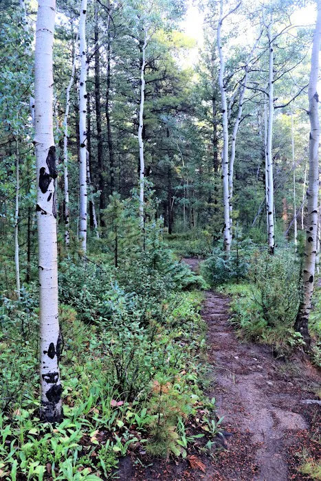 Collegiate Peaks Campground Picture 8