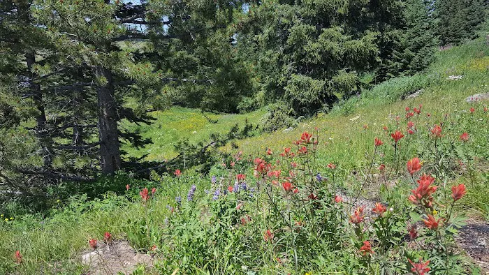 Dumont Lake Picnic Site (recgovnpsdata) Picture 3