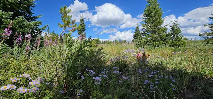 Dumont Lake Picnic Site (recgovnpsdata) Picture 4