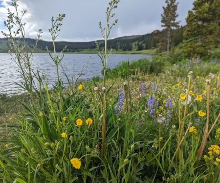 Dumont Lake Picnic Site (recgovnpsdata)