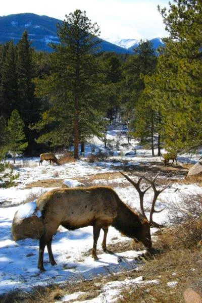 Estes Park / Rocky Mountain National Park KOA Holiday Picture 4