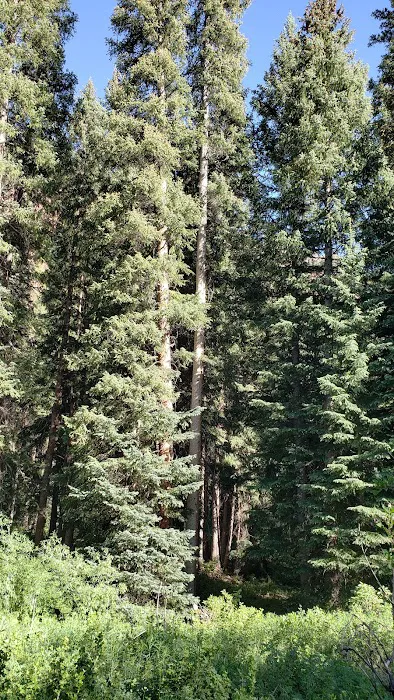 Silver Bar Campground Picture 9